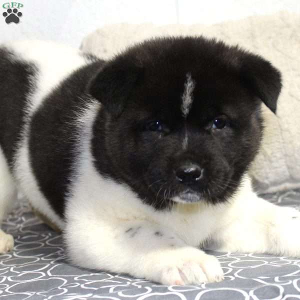 Oreo, Akita Puppy